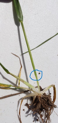 Wheat at Feekes 6